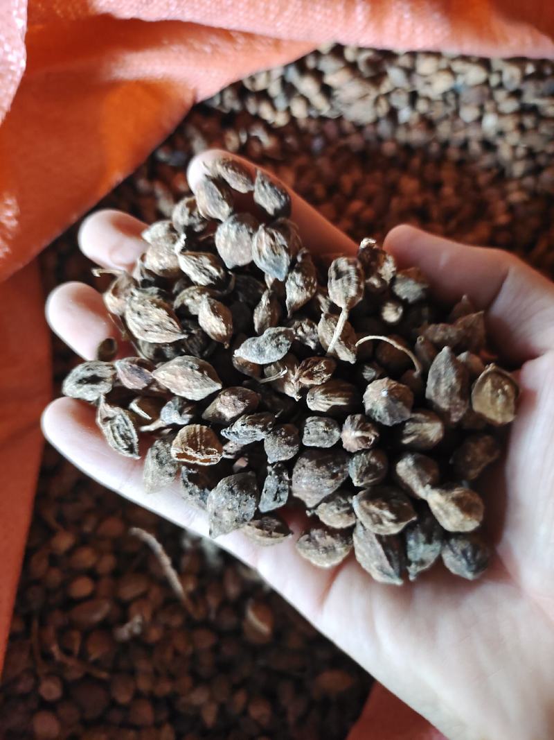 益智仁益智果各种规格益智仁调味料煲汤