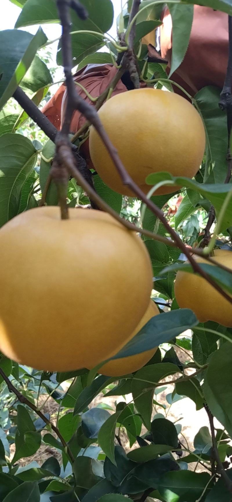 圆黄梨