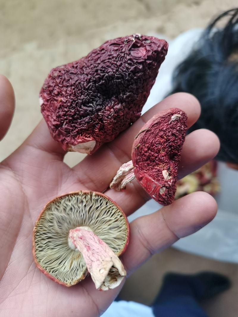红菇，1斤包邮