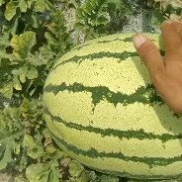 甘肃靖远石头瓜,金花一号