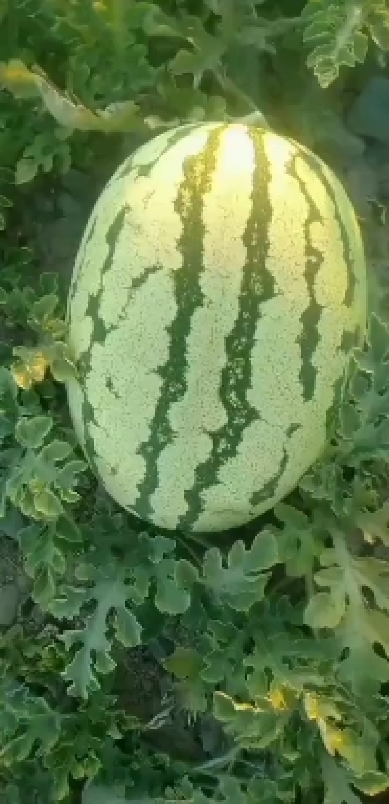 甘肃靖远石头瓜，金花一号