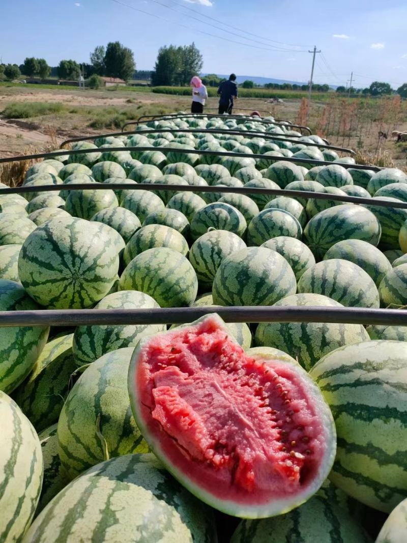 【金花1号】头茬瓜陕西产地直供质量上乘对接商超市场