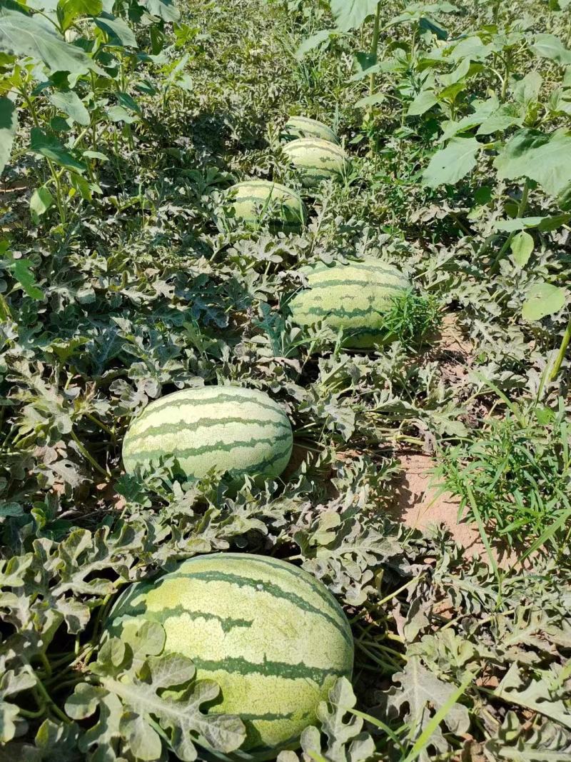 【金花1号】头茬瓜陕西产地直供质量上乘对接商超市场