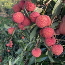 钦州灵山桂味，靓果，货不多。