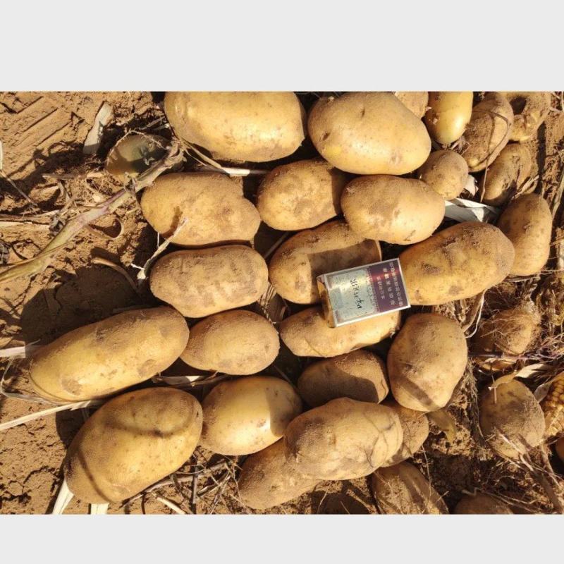 内蒙精品土豆，大量供应中，品相好，质量高，欢迎下单咨询