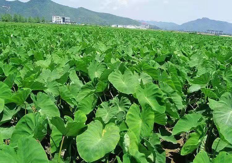 红菜苔植物整体图