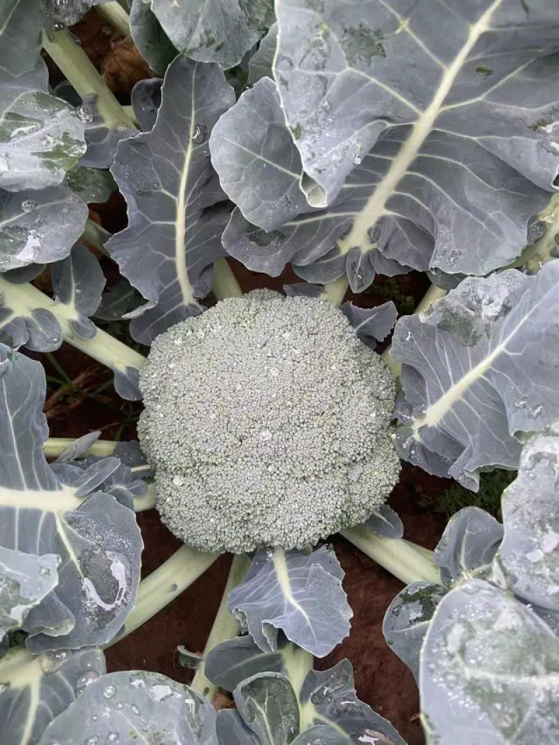 西兰花大量上市，货源充足，量大价优，诚信经营商超市场直供