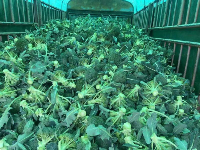 西兰花大量上市，货源充足，量大价优，诚信经营商超市场直供