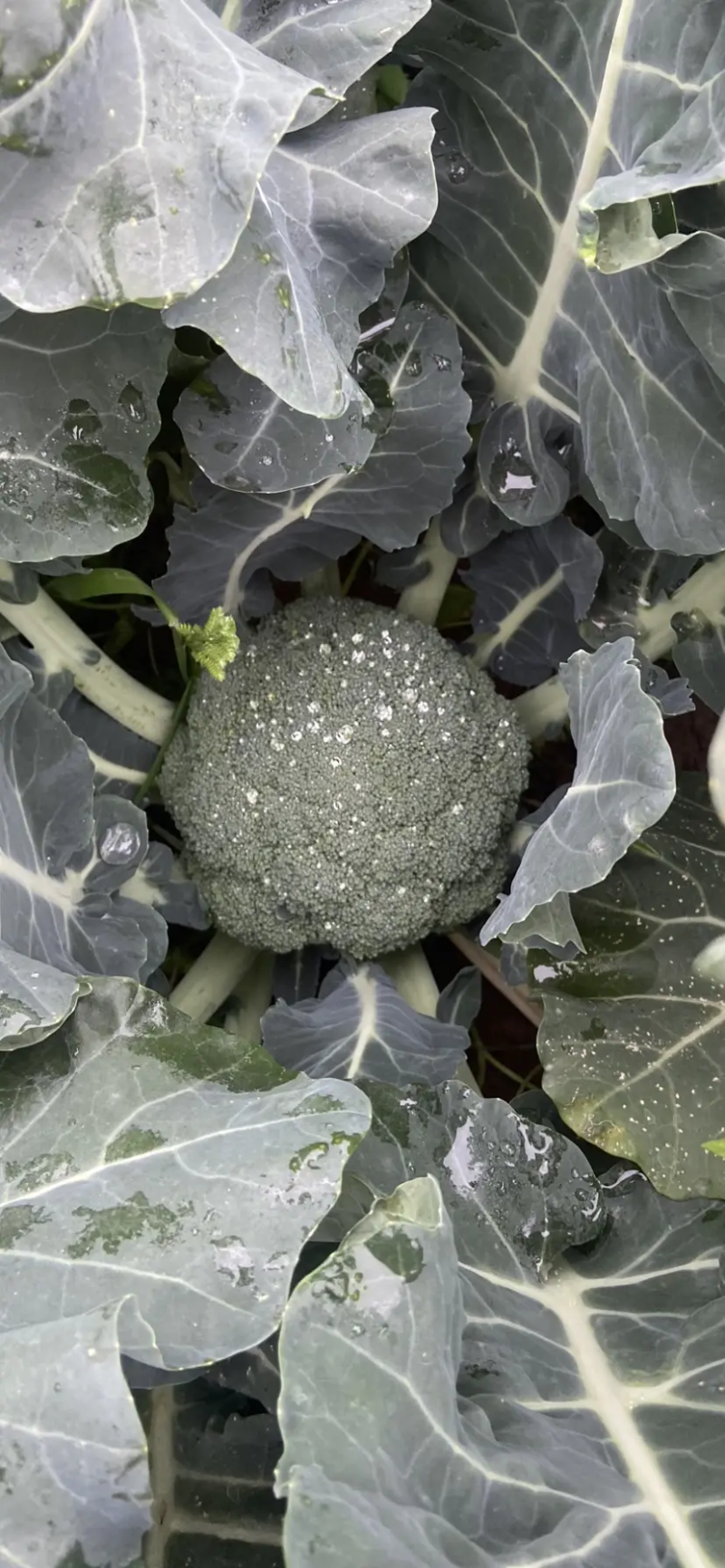 西兰花大量上市，货源充足，量大价优，诚信经营商超市场直供