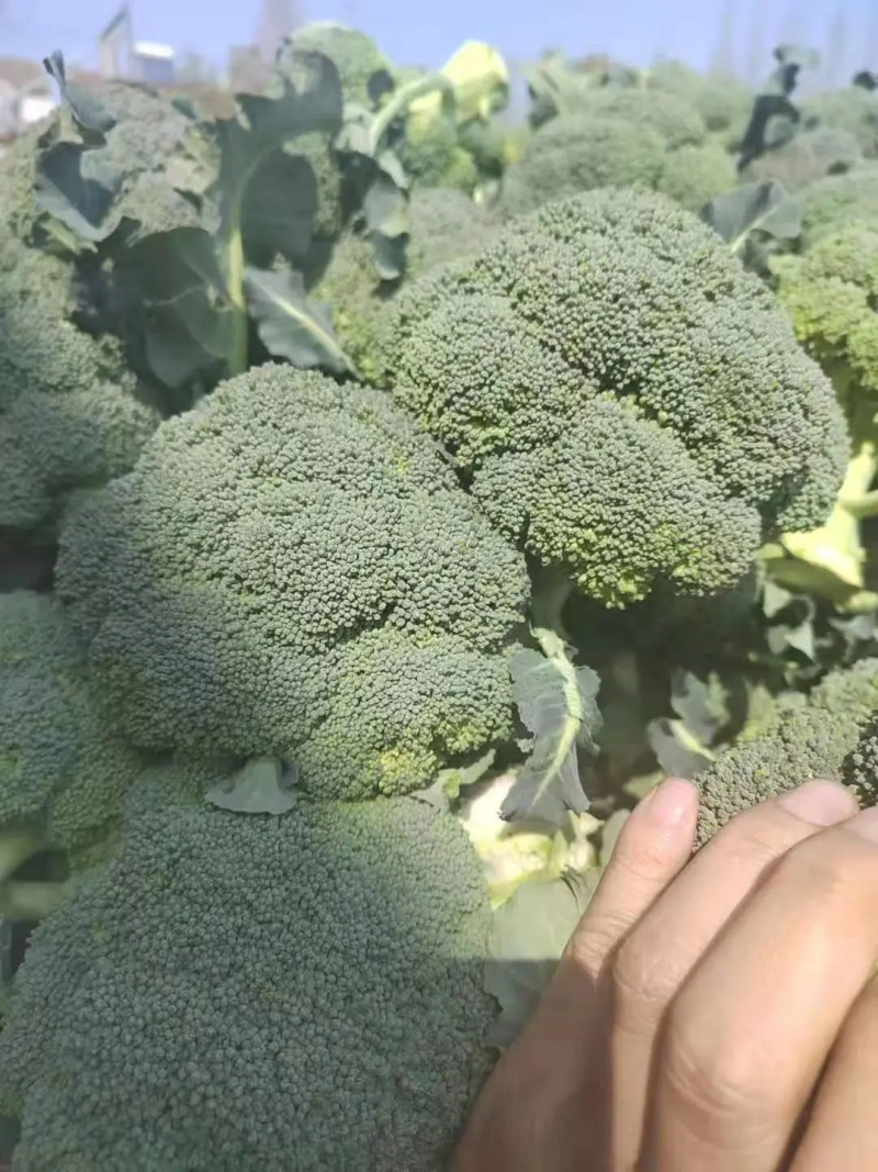 西兰花大量上市，货源充足，量大价优，诚信经营商超市场直供