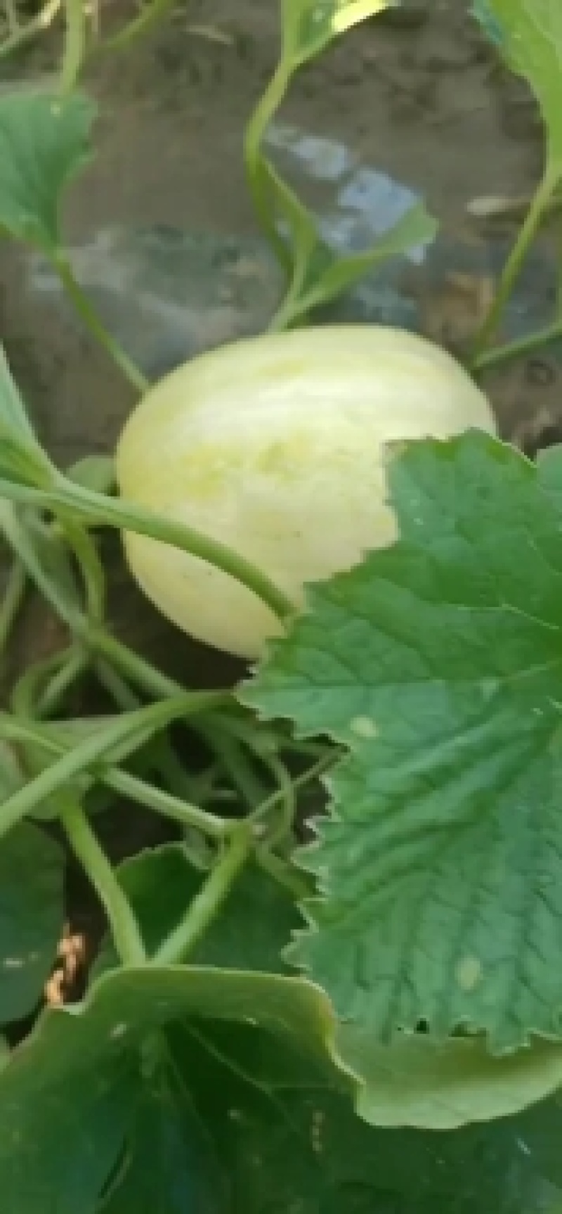 新开园白玉香瓜