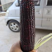 黑甜糯玉米600亩基地，分批种6-11月持续有货大棚收尾