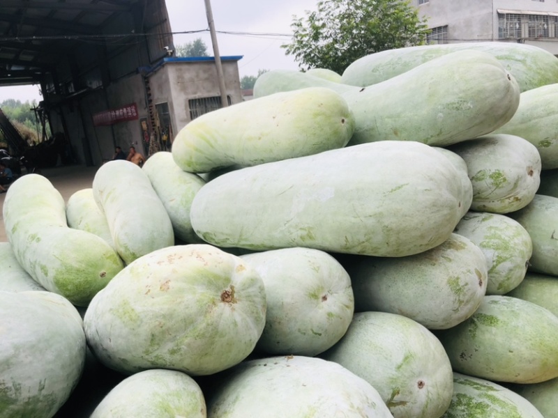 20斤以上黑皮冬瓜大量有货保质保量欢迎采购