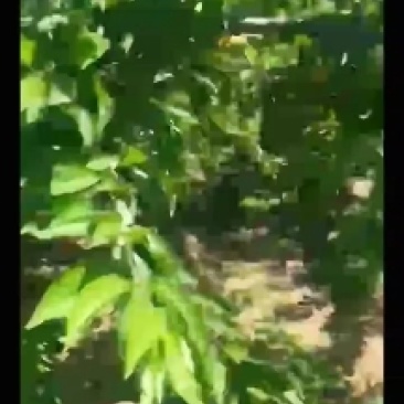 金帅串红大红包等等，欢迎老板来采购