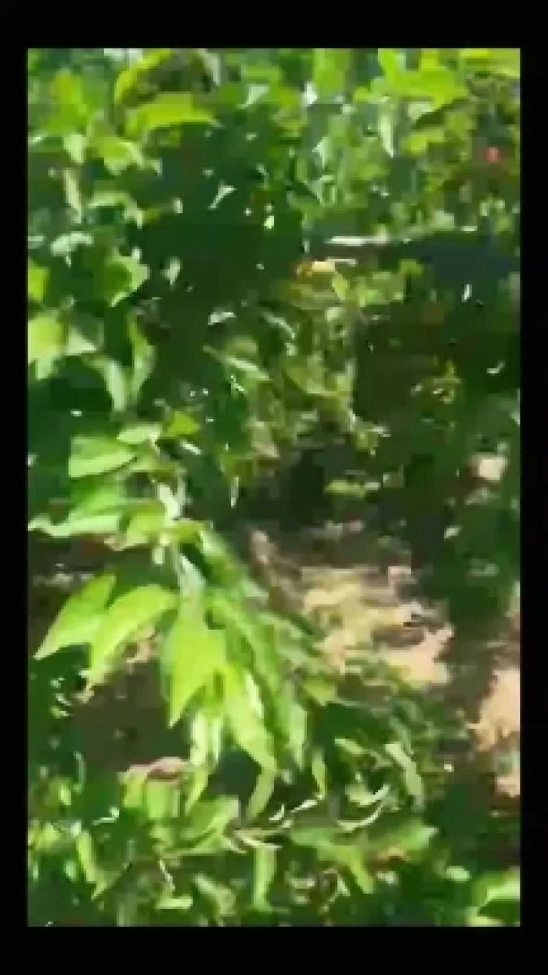 金帅串红大红包等等，欢迎老板来采购