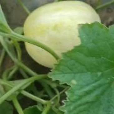新开园白玉香瓜