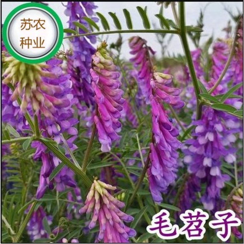 光叶紫花苕种子天然绿肥毛苕子野豌豆抑制杂草土壤增肥草籽