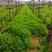 光叶紫花苕种子天然绿肥毛苕子野豌豆抑制杂草土壤增肥草籽