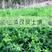 光叶紫花苕种子天然绿肥毛苕子野豌豆抑制杂草土壤增肥草籽