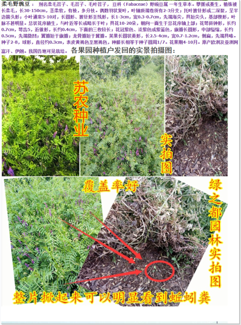光叶紫花苕种子天然绿肥毛苕子野豌豆抑制杂草土壤增肥草籽
