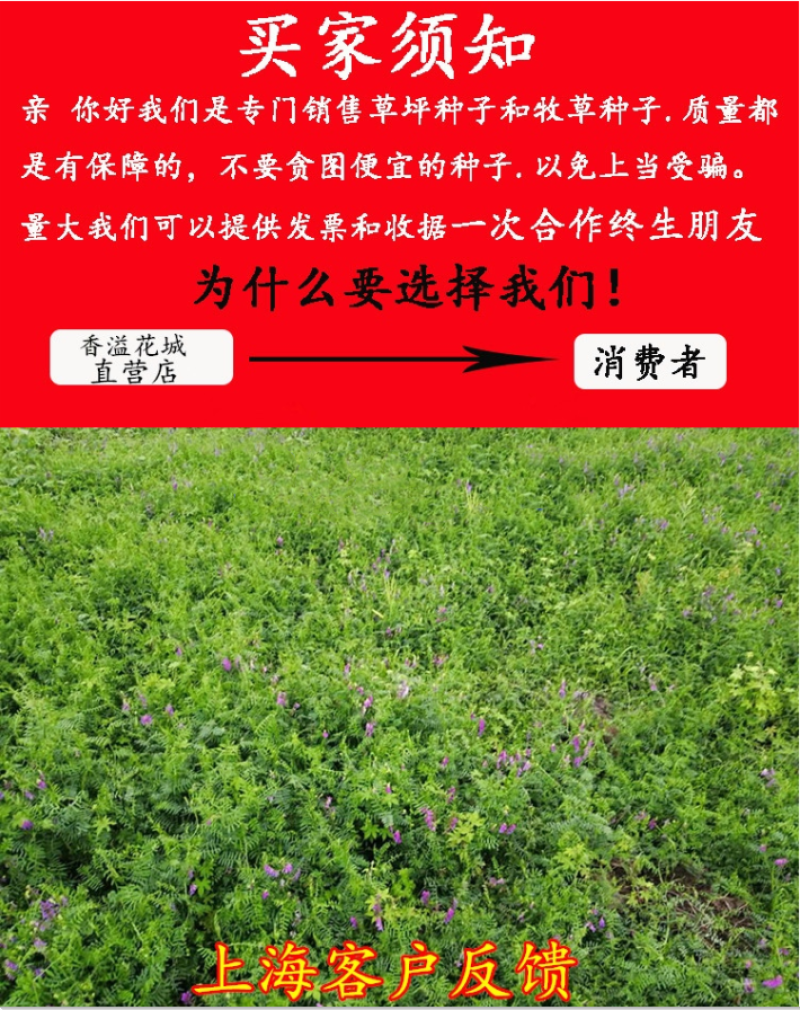光叶紫花苕种子天然绿肥毛苕子野豌豆抑制杂草土壤增肥草籽