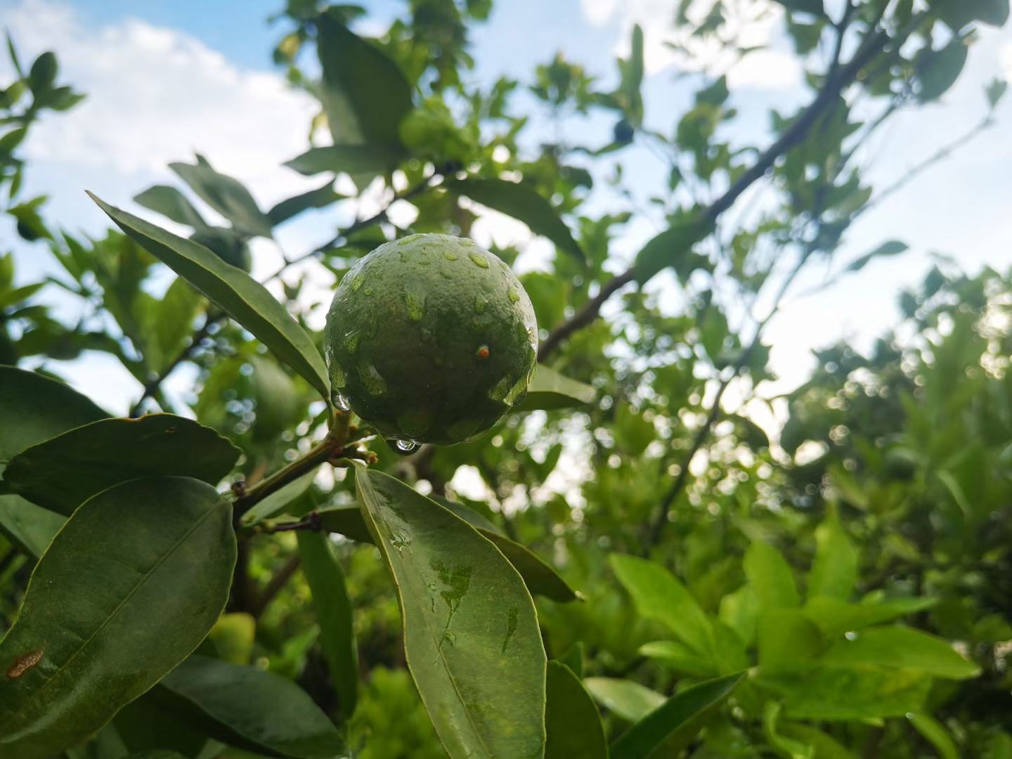 近距离拍摄的新鲜柚子叶,叶片呈深绿色,表面光滑反光,叶脉清晰可见,背景虚化的枝条上还带有细小的白色花朵,突出其自然生态美感 新鲜柚子叶特写