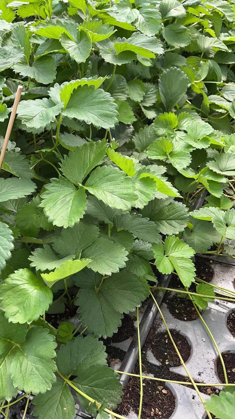 隋珠草莓苗香野草莓苗穴盘育苗草莓苗草莓种苗