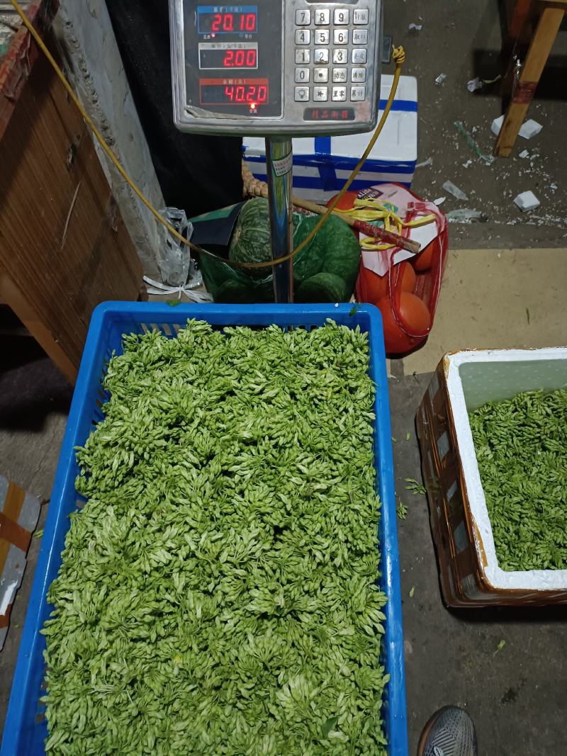 夜香花夜来香天丽花
