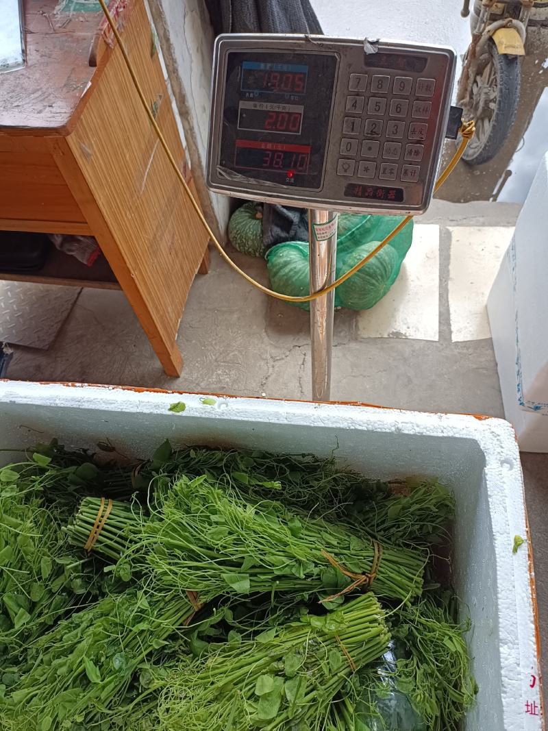 辣木苗姑娘菜赤仓藤