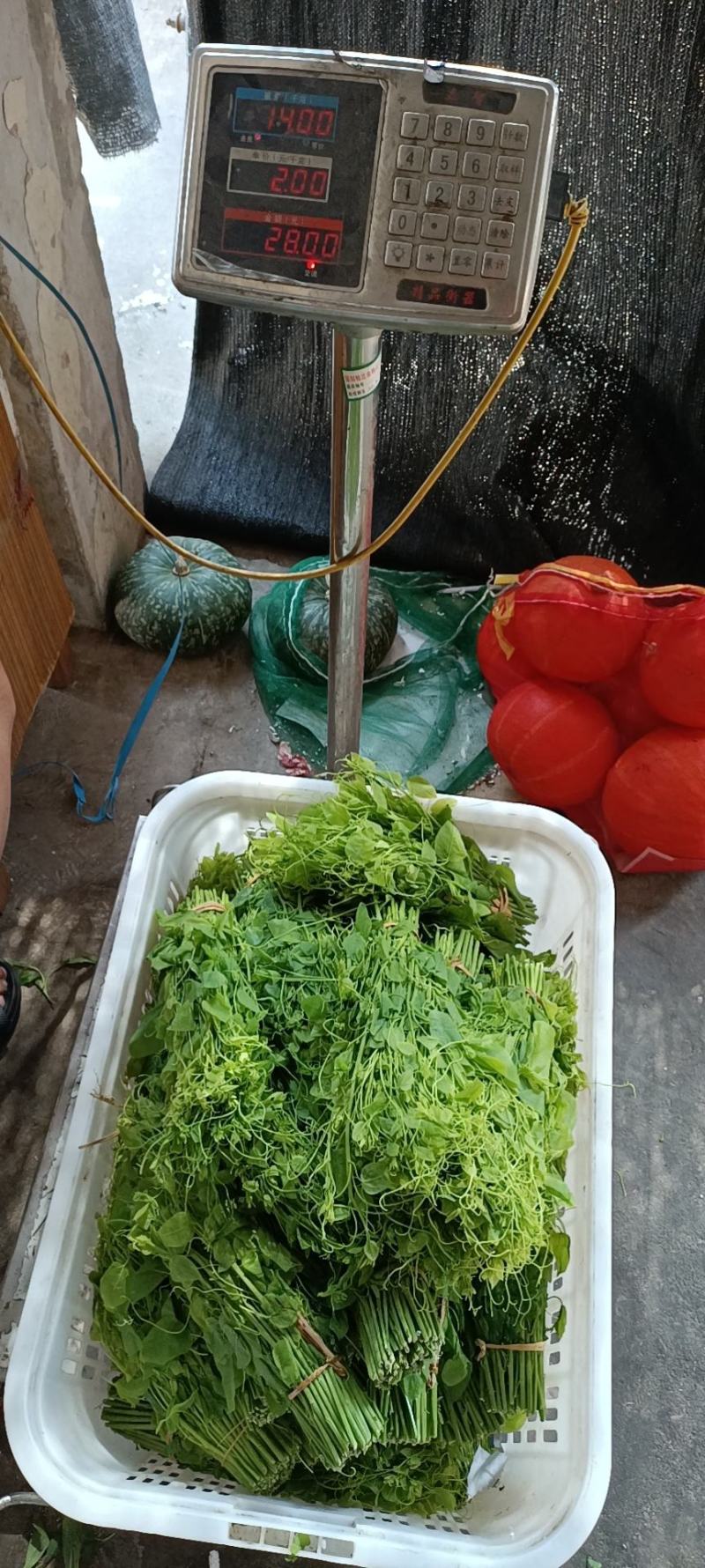 辣木苗姑娘菜赤仓藤