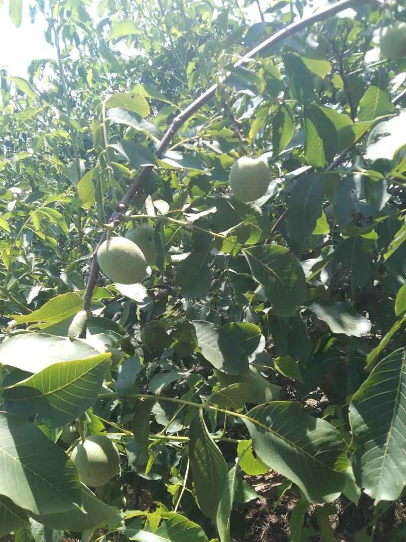 核桃青皮核桃是指核桃树的核果，坚果球形，果皮平滑，中果皮