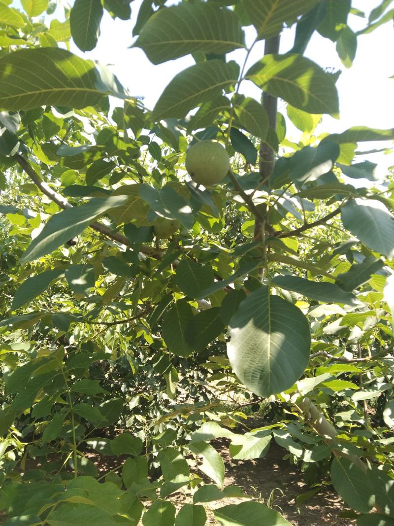 核桃青皮核桃是指核桃树的核果，坚果球形，果皮平滑，中果皮