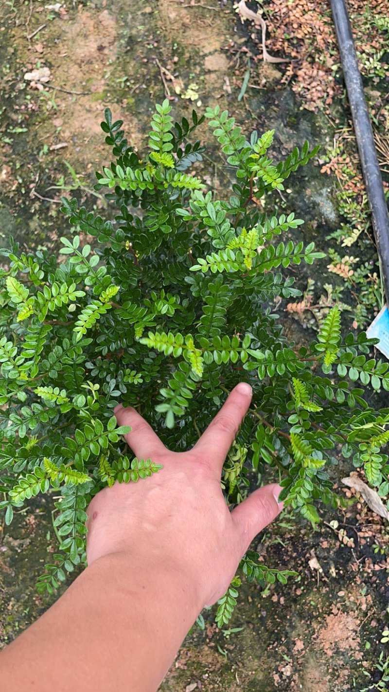 【诚信经营】清香木也叫胡椒木高度20/30