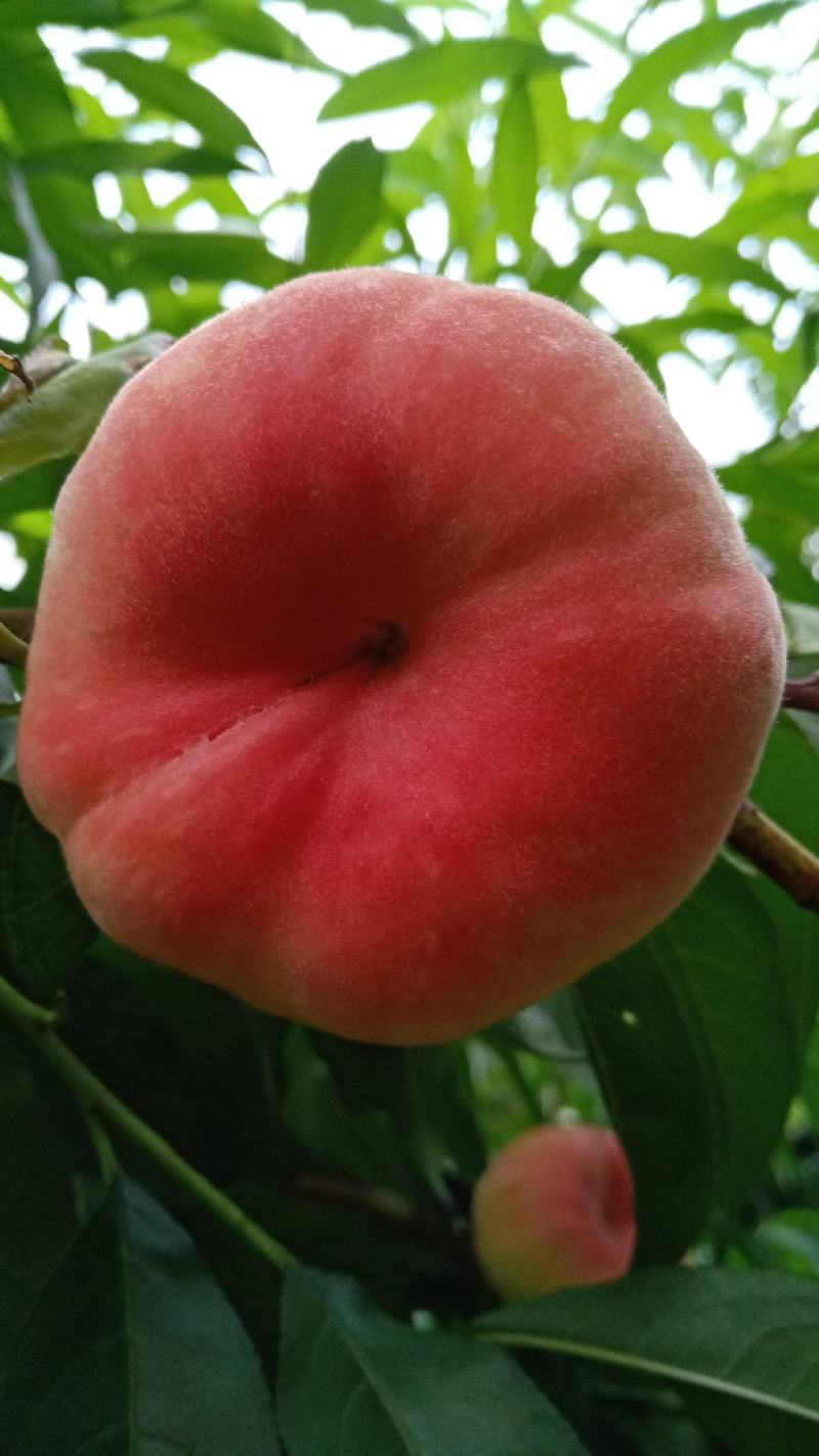 桃