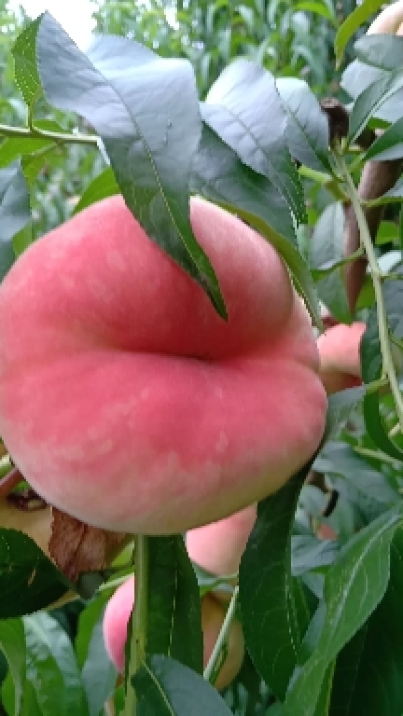 桃