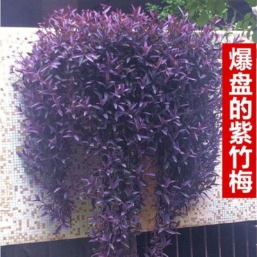 盆栽垂吊紫叶草阳台室内花园进化空气紫色紫罗兰鸭跖草吊兰植