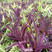 盆栽垂吊紫叶草阳台室内花园进化空气紫色紫罗兰鸭跖草吊兰植