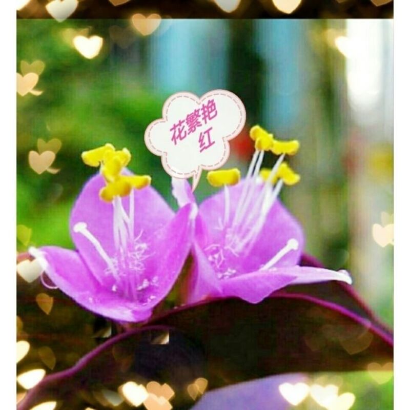 盆栽垂吊紫叶草阳台室内花园进化空气紫色紫罗兰鸭跖草吊兰植