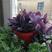 盆栽垂吊紫叶草阳台室内花园进化空气紫色紫罗兰鸭跖草吊兰植