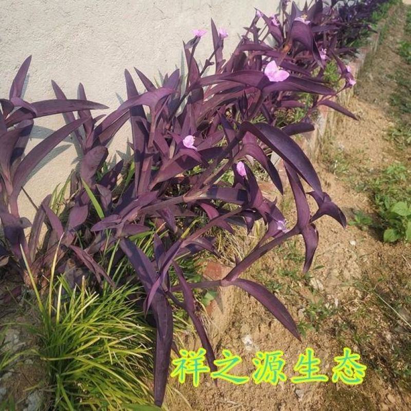 盆栽垂吊紫叶草阳台室内花园进化空气紫色紫罗兰鸭跖草吊兰植
