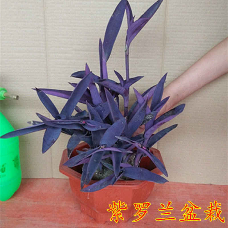 盆栽垂吊紫叶草阳台室内花园进化空气紫色紫罗兰鸭跖草吊兰植