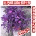 盆栽垂吊紫叶草阳台室内花园进化空气紫色紫罗兰鸭跖草吊兰植