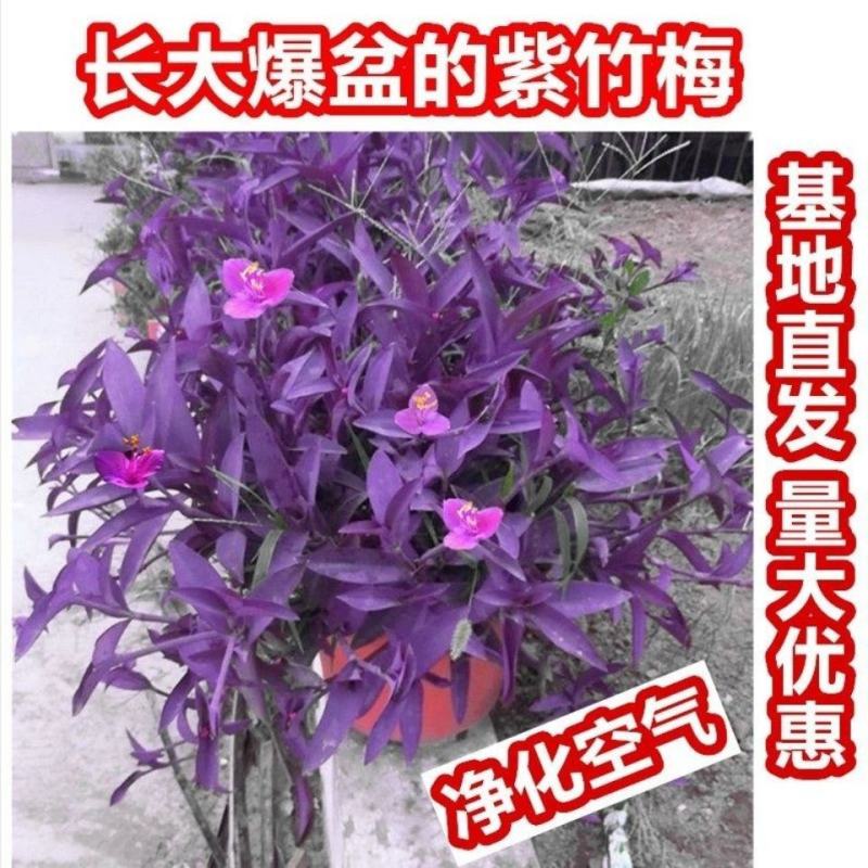 盆栽垂吊紫叶草阳台室内花园进化空气紫色紫罗兰鸭跖草吊兰植