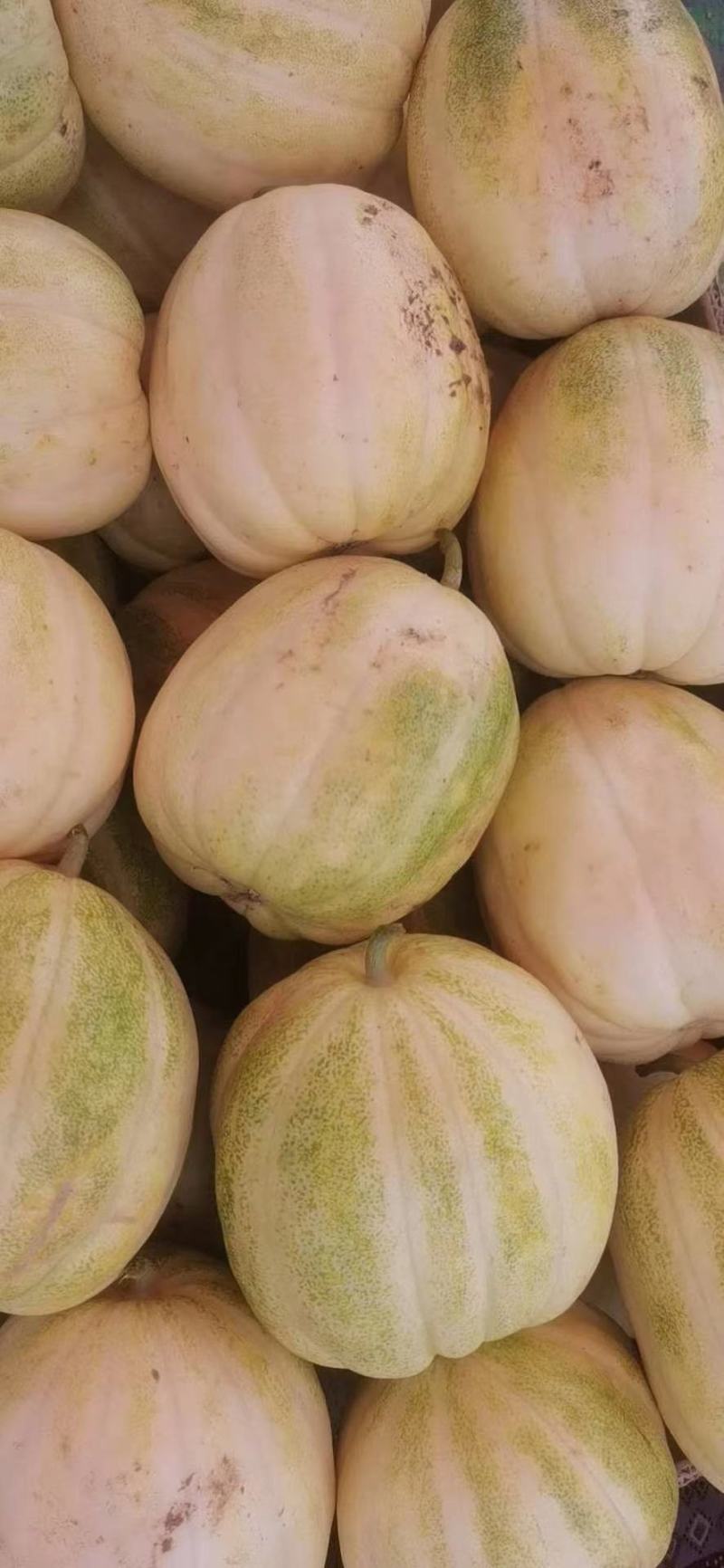 山西忻州甜瓜甜美脆