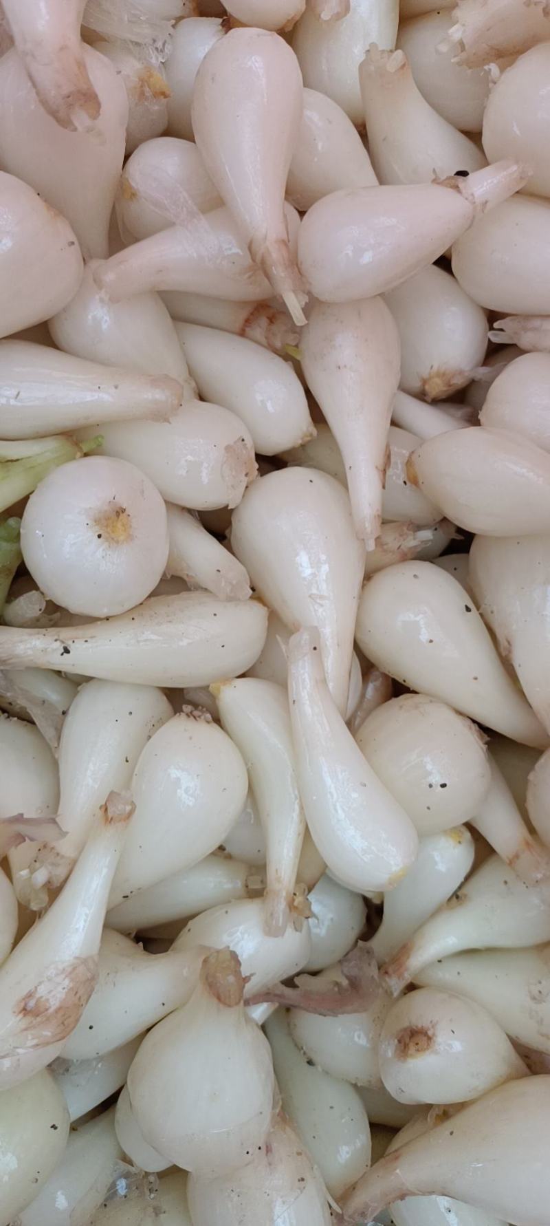 藠头大量上市，货源充足需要的老板上面一亩田联系我