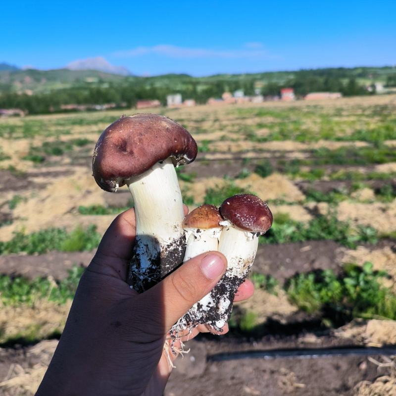高原露天赤松茸