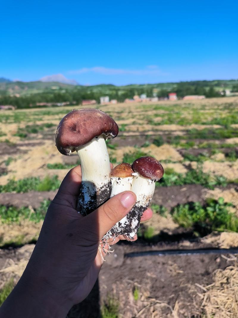 高原露天赤松茸