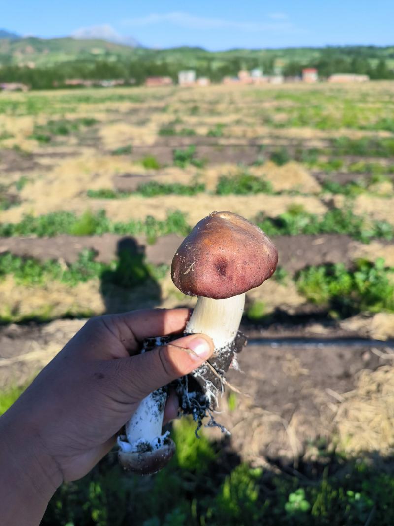 高原露天赤松茸