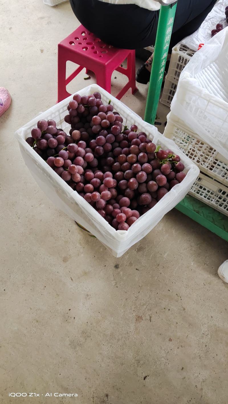 红提葡萄，云南大理宾川，产地直供，口感嘎嘎的，一件代发