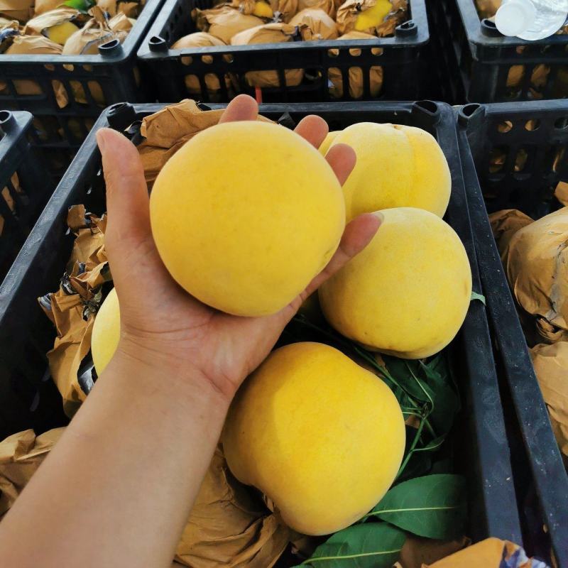 黄金蜜四号黄金蜜系列黄桃都有诚信对接批发商电商超市